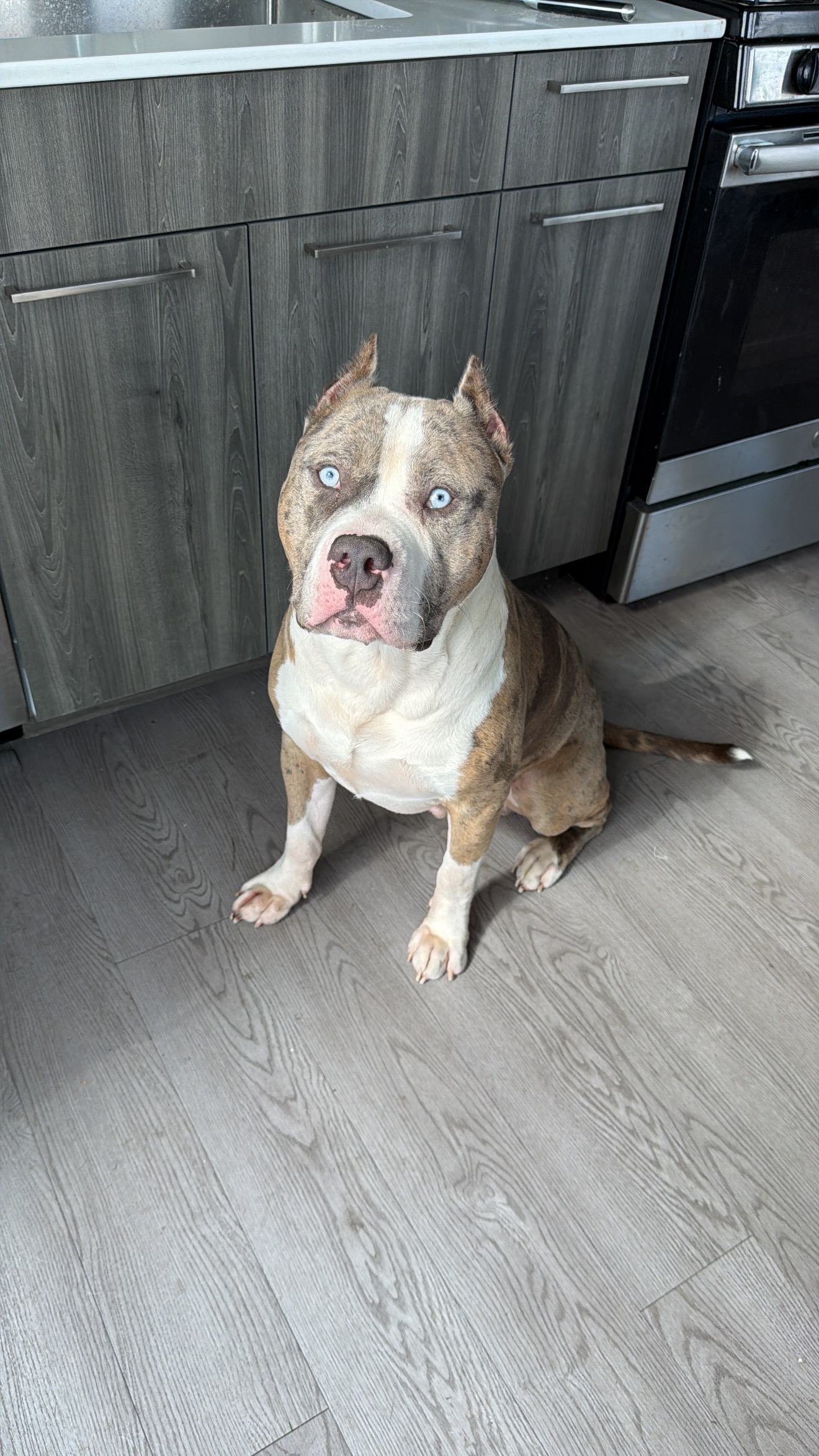 Kilo, a merle American Bully with blue eyes and a white chest